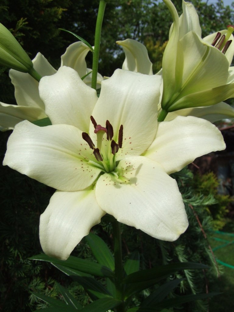Hoa bách hợp trắng 5