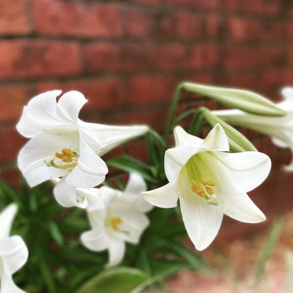 Hoa bách hợp trắng 3
