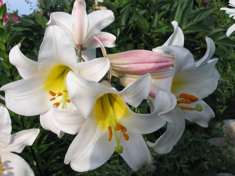 Hoa bách hợp trắng 1