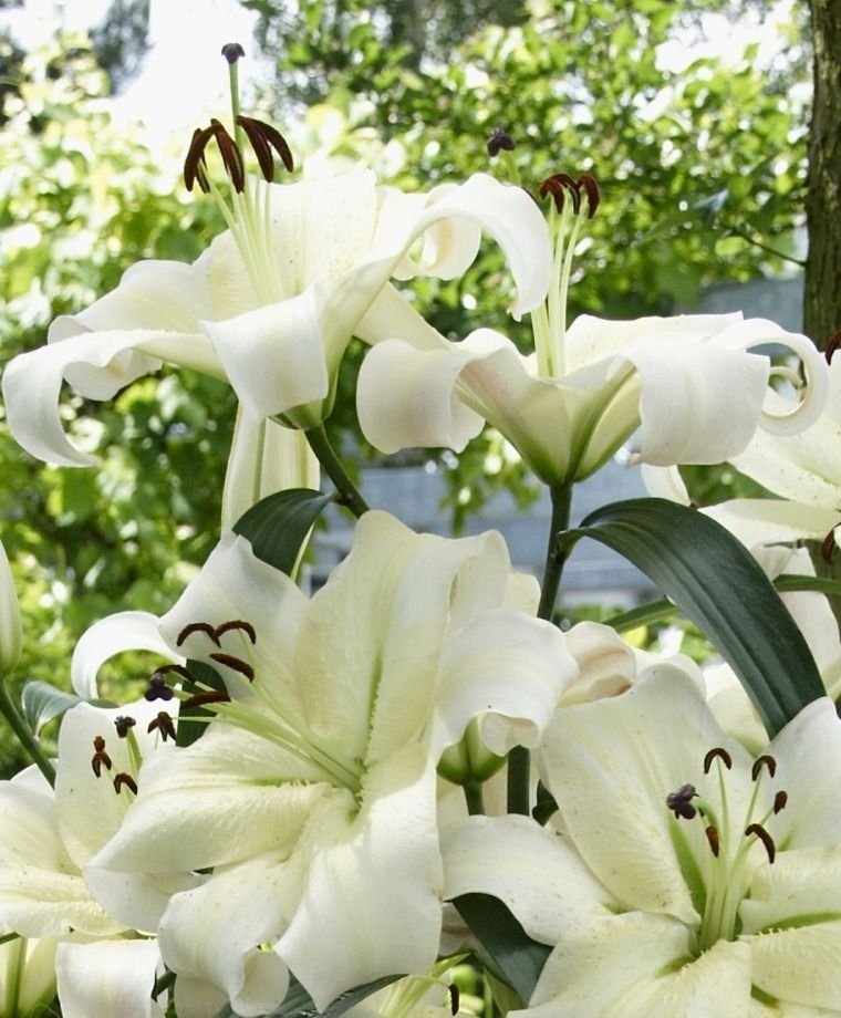 Hoa bách hợp trắng 11