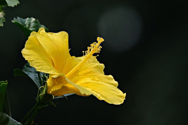 Hoa dâm bụt vàng-10