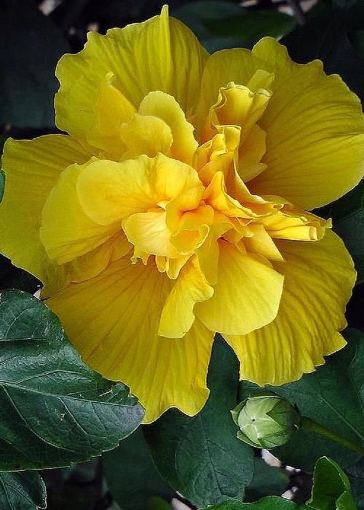 Hoa dâm bụt vàng-15