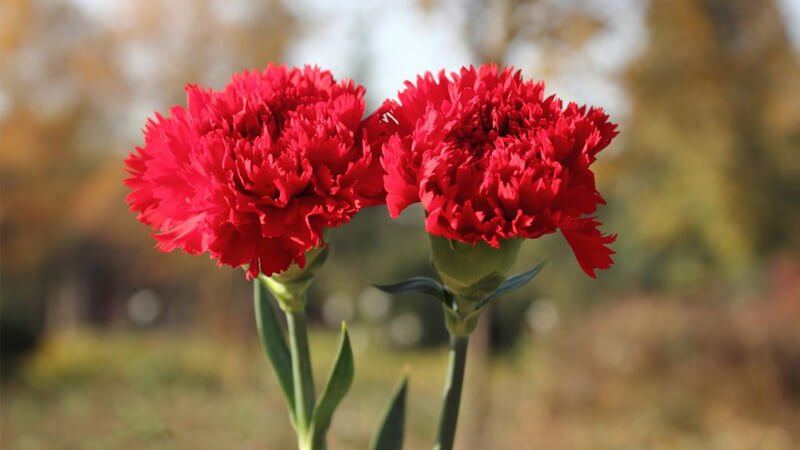 Hoa cẩm chướng đỏ4