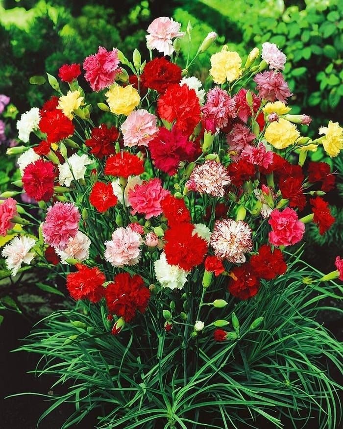Hoa cẩm chướng đỏ5