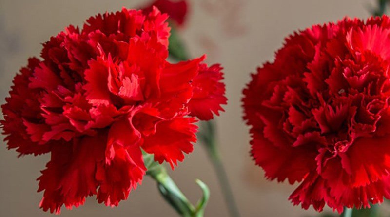 Hoa cẩm chướng đỏ3