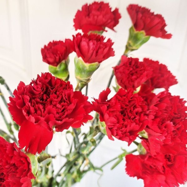 Hoa cẩm chướng đỏ1