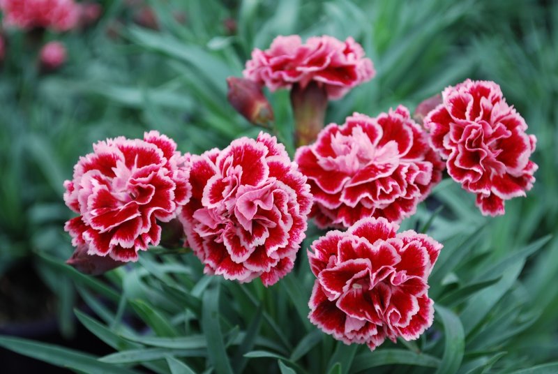 Hoa cẩm chướng đỏ10