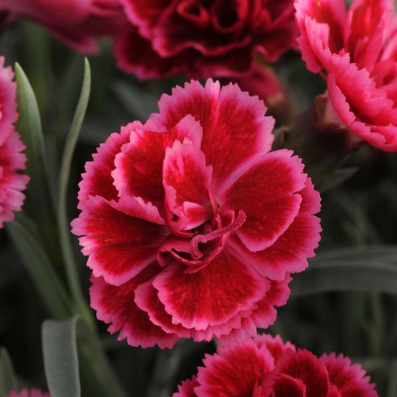 Hoa cẩm chướng đỏ8