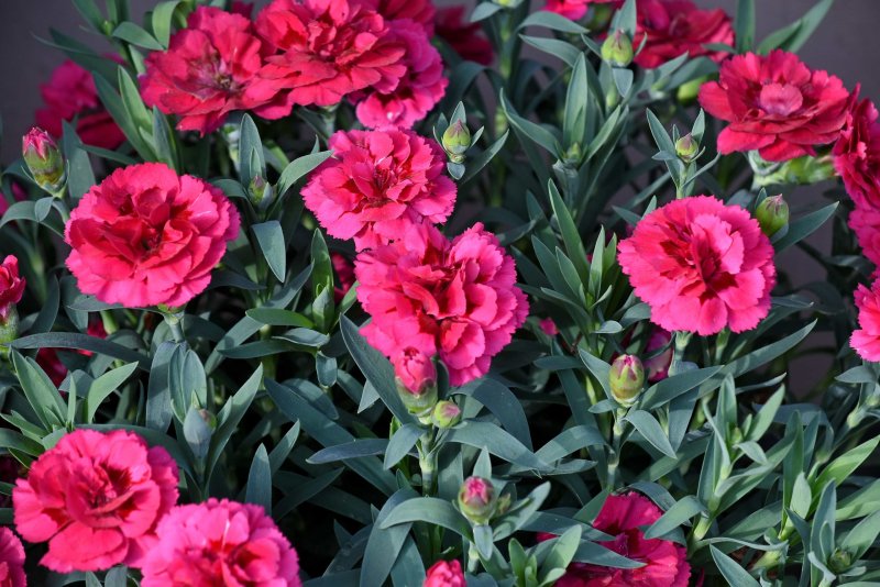 Hoa cẩm chướng đỏ6