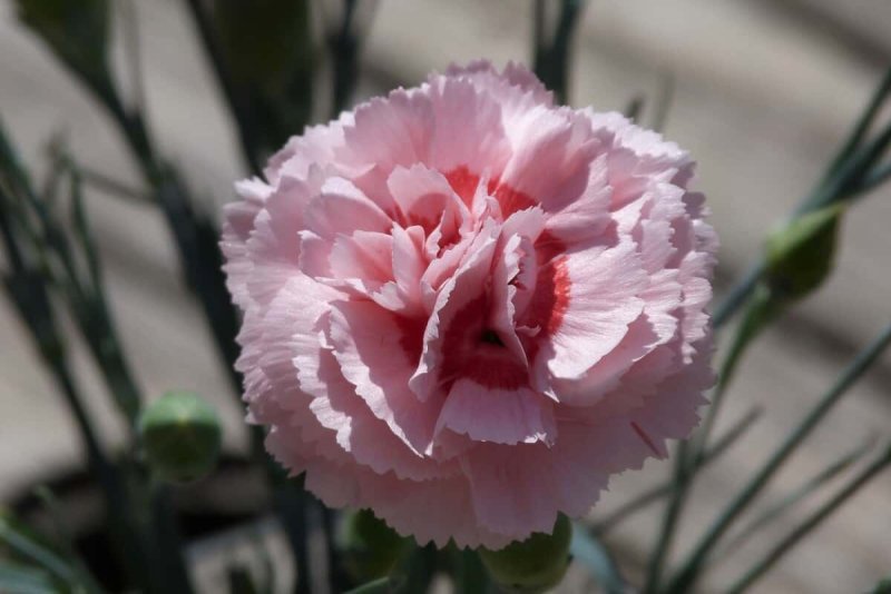 Hoa cẩm chướng hồng6