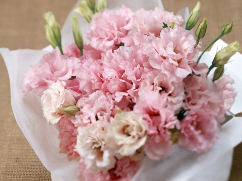 Hoa cẩm chướng hồng8