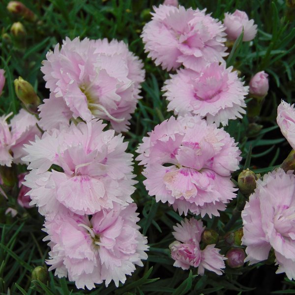 Hoa cẩm chướng hồng7