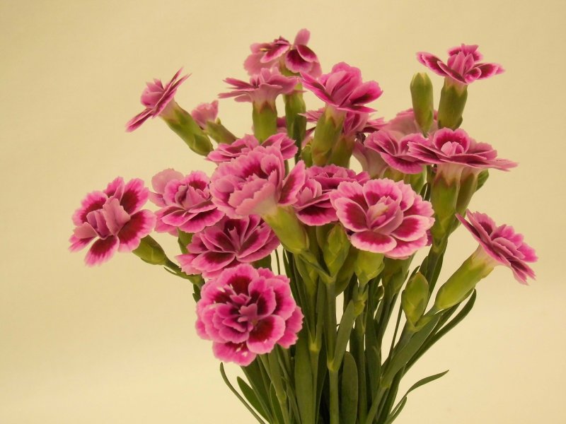 Hoa cẩm chướng hồng5