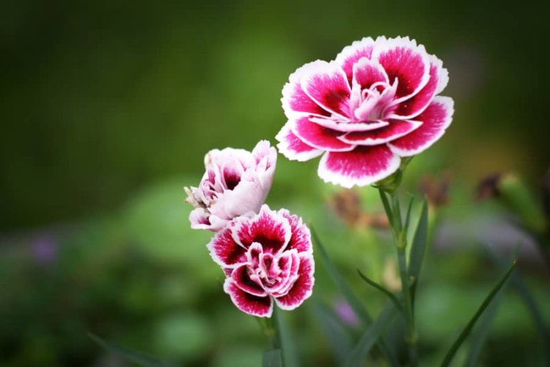 Hoa cẩm chướng hồng3