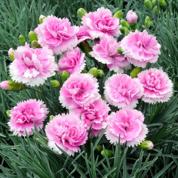 Hoa cẩm chướng hồng2