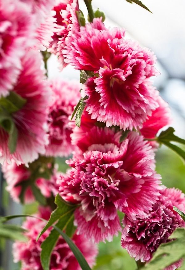 Hoa cẩm chướng hồng1