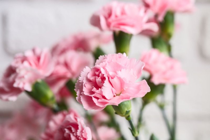 Hoa cẩm chướng hồng12