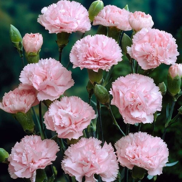 Hoa cẩm chướng hồng11