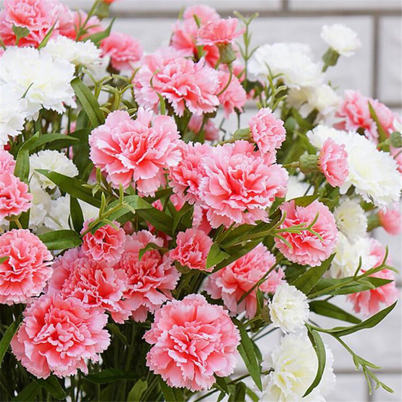 Hoa cẩm chướng hồng10