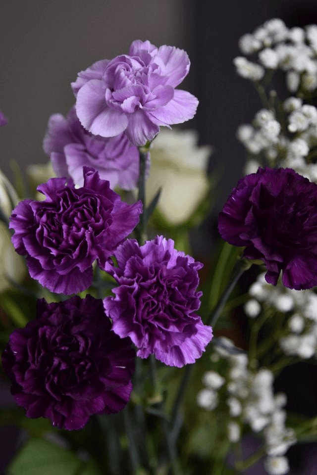 Hoa cẩm chướng tím5