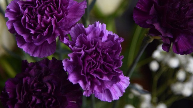 Hoa cẩm chướng tím4