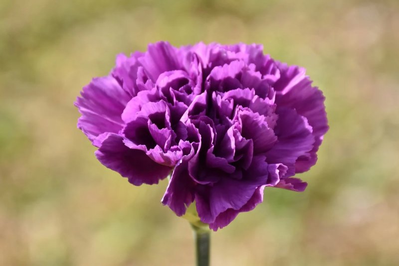 Hoa cẩm chướng tím3