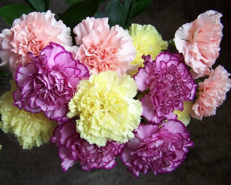Hoa cẩm chướng tím2