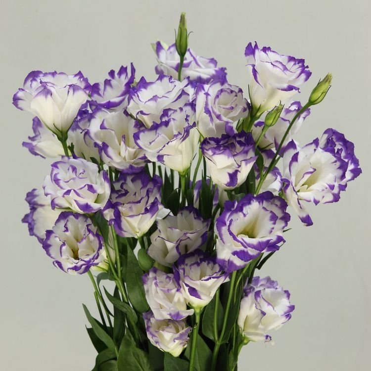 Hoa cẩm chướng tím11