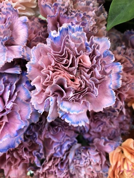 Hoa cẩm chướng tím10