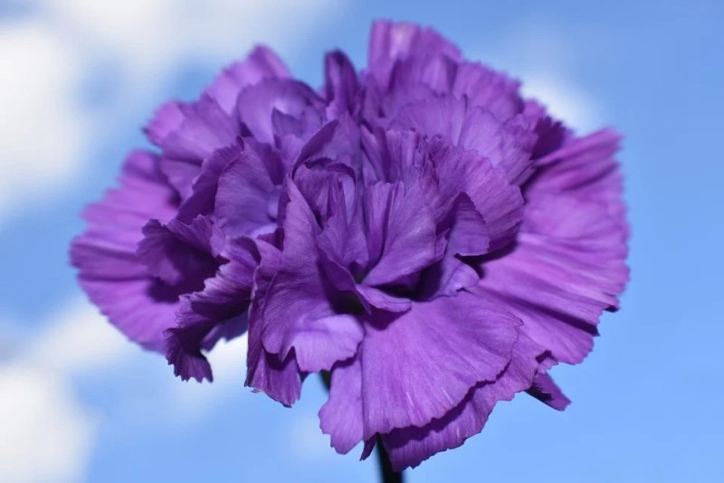 Hoa cẩm chướng tím9