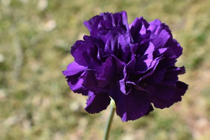 Hoa cẩm chướng tím8