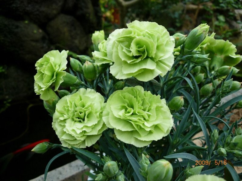 Hoa cẩm chướng xanh7