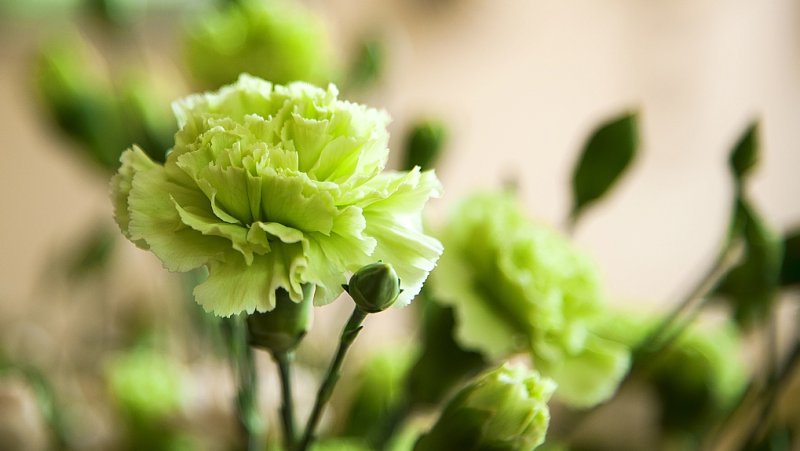 Hoa cẩm chướng xanh6