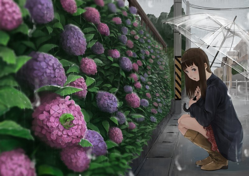 Hoa cẩm tú cầu anime2