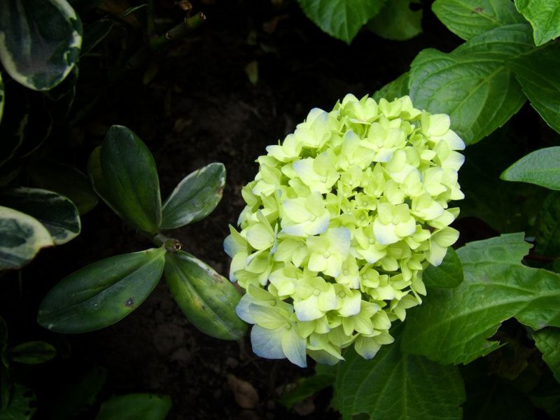 Hoa cẩm tú cầu xanh 5