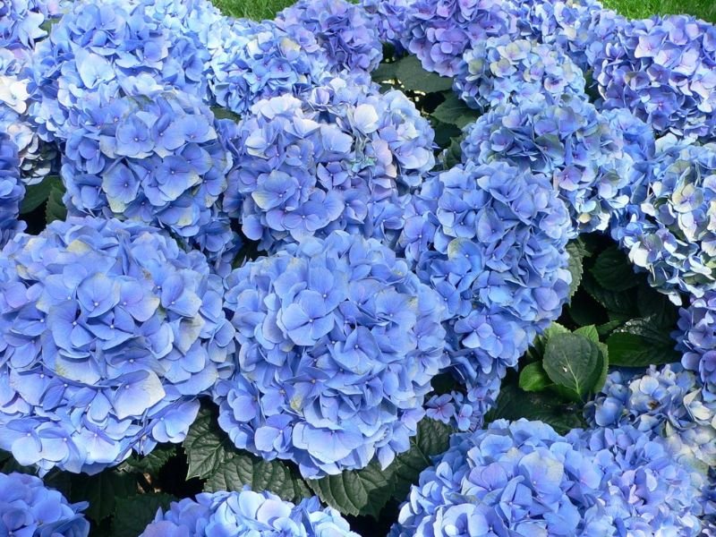 Hoa cẩm tú cầu xanh dương 4