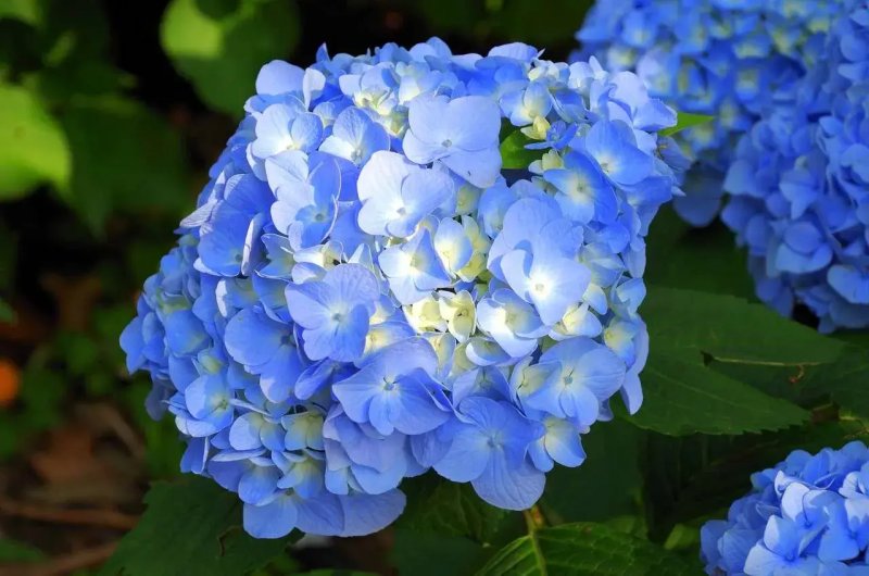Hoa cẩm tú cầu xanh dương 3