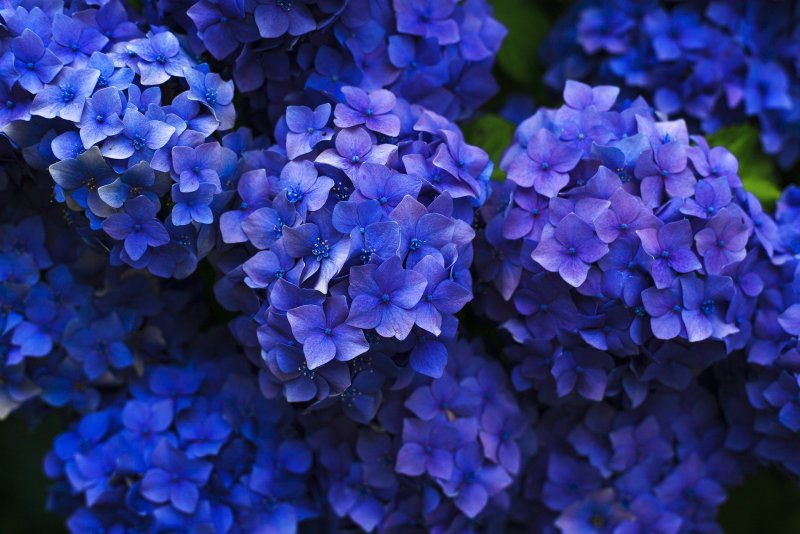 Hoa cẩm tú cầu xanh dương 2