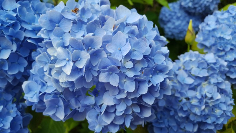 Hoa cẩm tú cầu xanh dương 1
