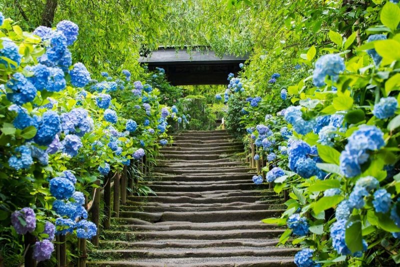 Hoa cẩm tú cầu xanh dương 7