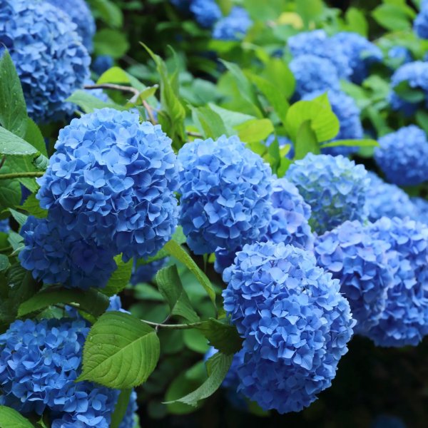 Hoa cẩm tú cầu xanh dương 6