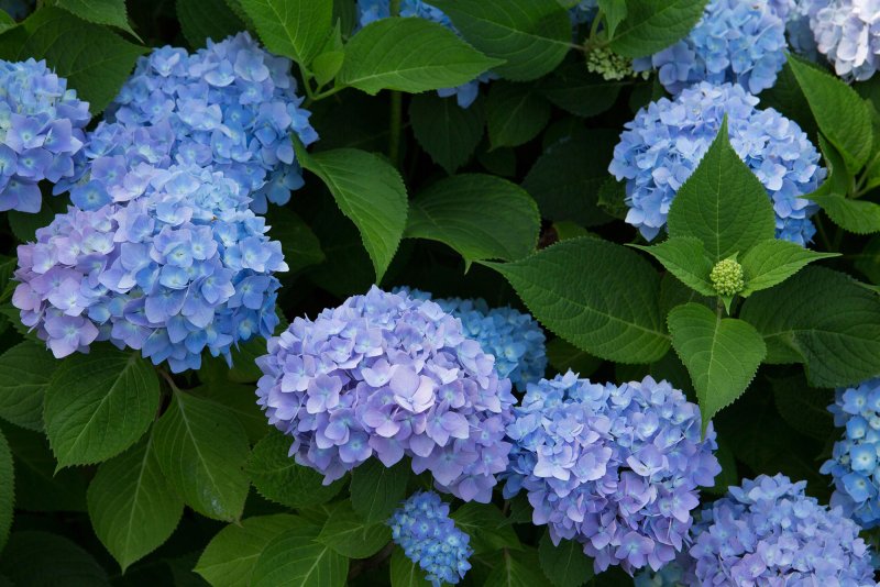 Hoa cẩm tú cầu xanh dương 5