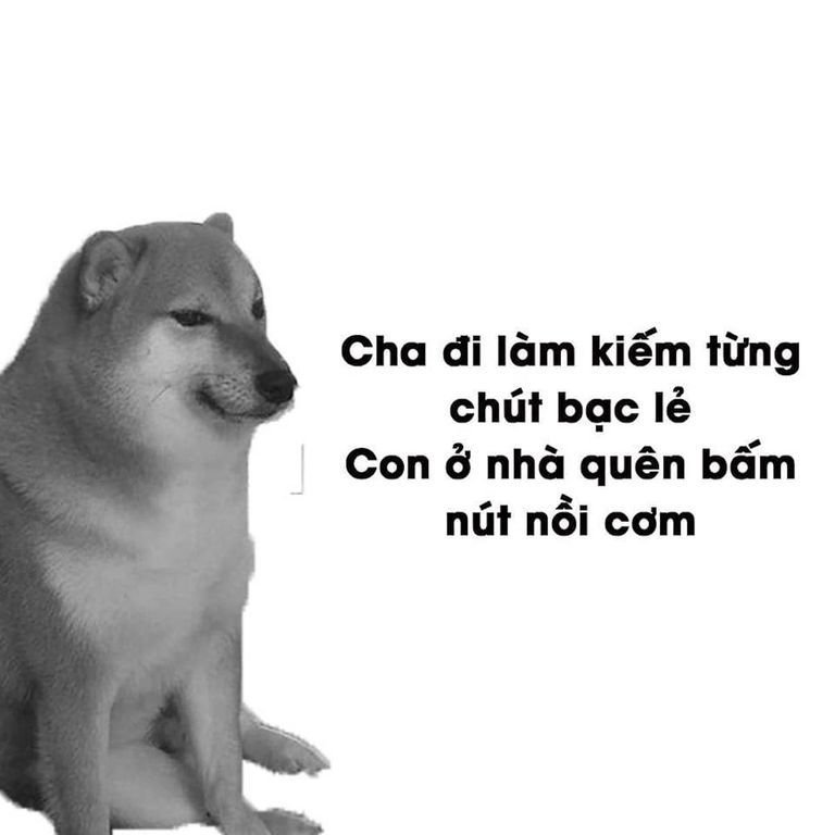 Chó meme hài 11