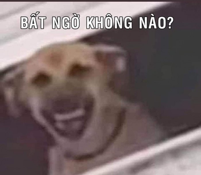Chó meme hài 30