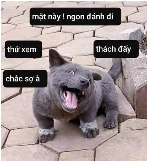 Chó meme hài 46