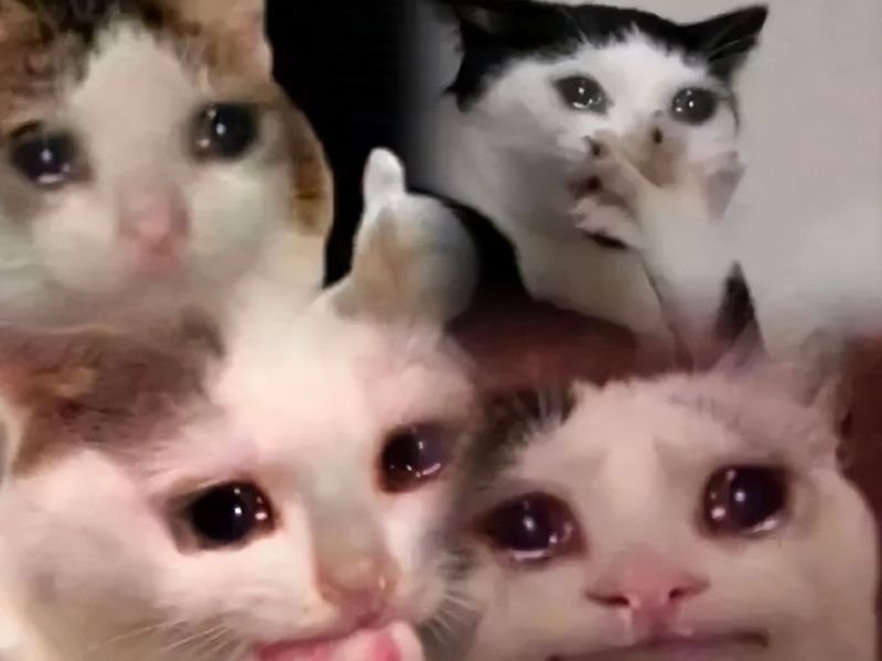 Crying cat meme 02