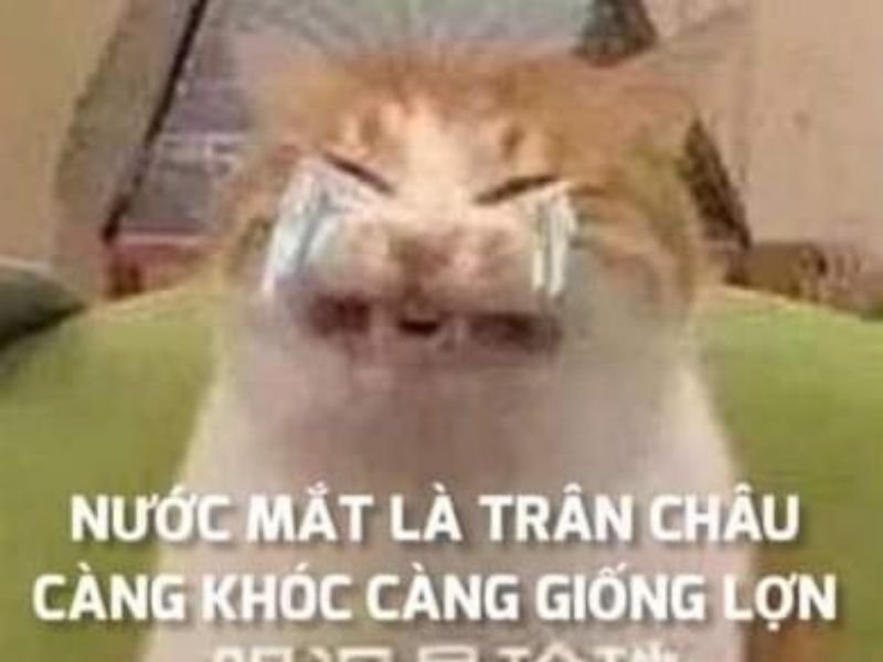 Crying cat meme 05
