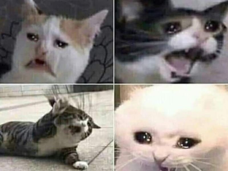 Crying cat meme 06