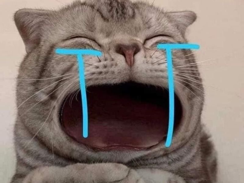 Crying cat meme 07