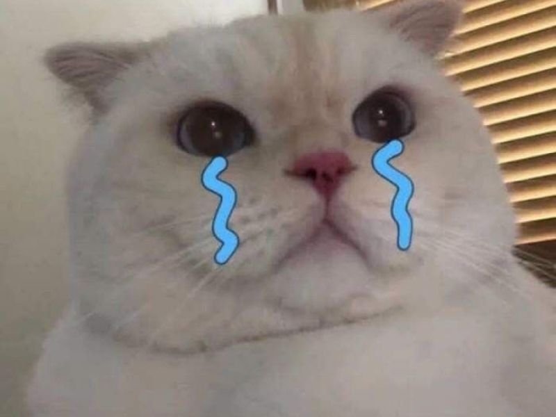 Crying cat meme 10
